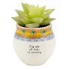 Natural Life Faux Succulent All Kinds Of Amazing Mini Planter, 2" -Decor Home Shop All Kinds of Amazing Mini Planter With Faux Succulent PLNT083 01