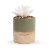 Demdaco Just Because Succulent Oil Diffuser -Decor Home Shop Demdaco Just Because Flower Succulent Oil Diffuser 1004540041 01